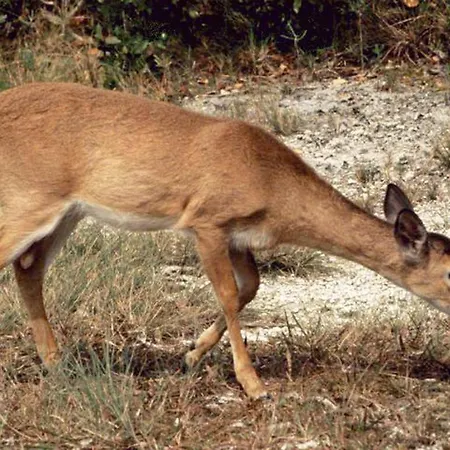 La Renardiere *